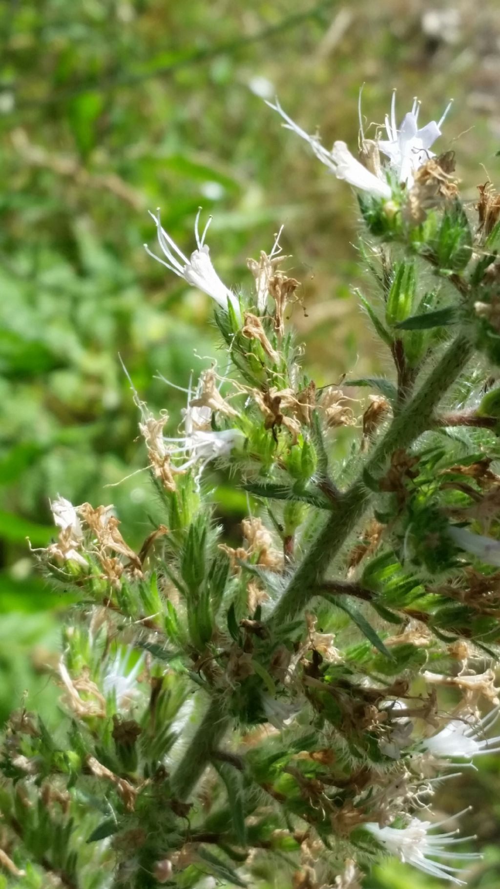 Echium italicum (Boraginaceae)